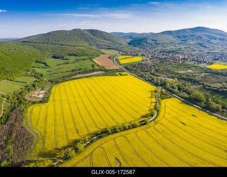 yellow canola field with Mecsek Hills-stock-foto