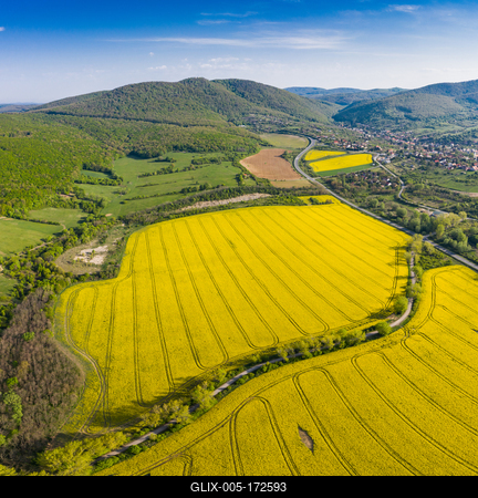 yellow canola field with Mecsek Hills-stock-foto
