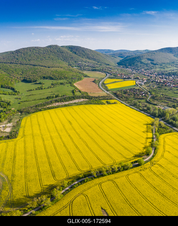 yellow canola field with Mecsek Hills-stock-foto