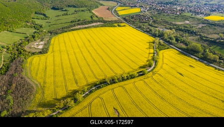 yellow canola field with Mecsek Hills-stock-foto
