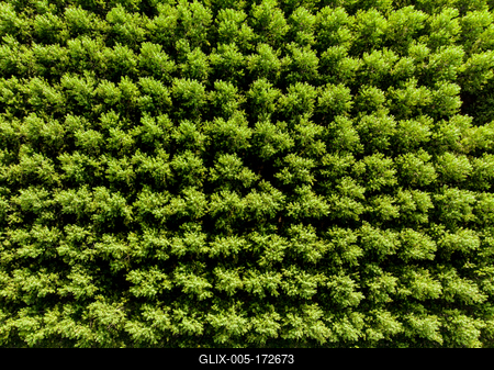 Top down photo from a poplar forest with sunshine-stock-foto