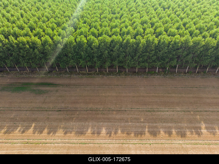 Top down photo from a poplar forest with sunshine-stock-foto