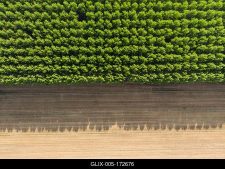 Top down photo from a poplar forest with sunshine-stock-foto