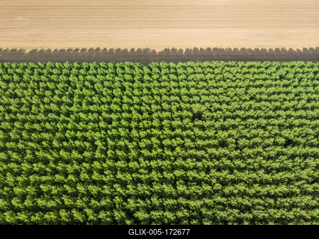 Top down photo from a forest with sunshine-stock-foto