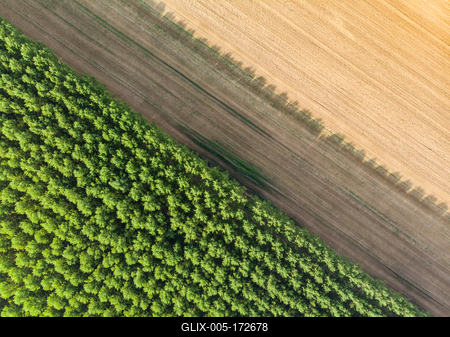 Top down photo from a forest with sunshine-stock-foto