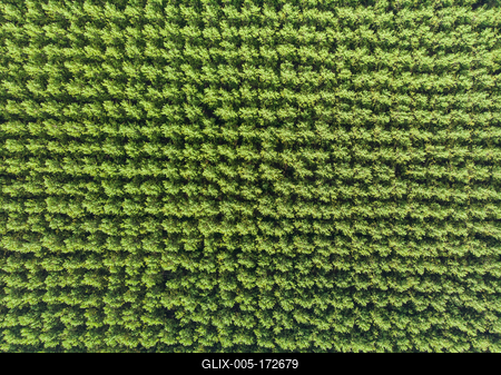 Top down photo from a forest with sunshine-stock-foto