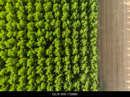 Top down photo from a poplar forest with sunshine-stock-foto