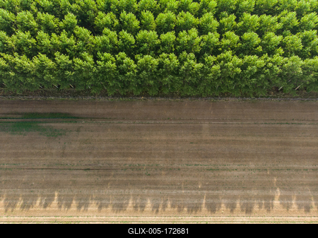 Top down photo from a poplar forest with sunshine-stock-foto