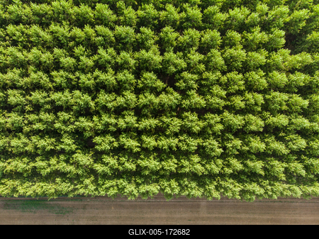 Top down photo from a poplar forest with sunshine-stock-foto