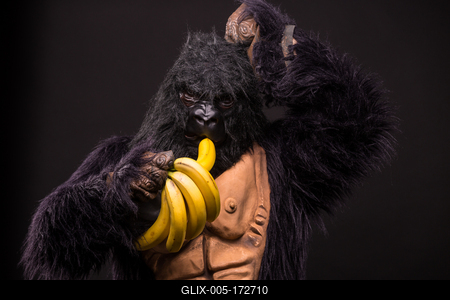 gorilla in studio with  banana-stock-foto
