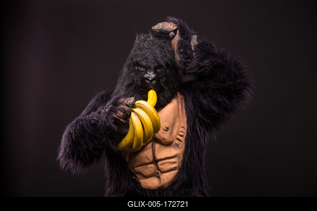 gorilla in studio with  banana-stock-foto