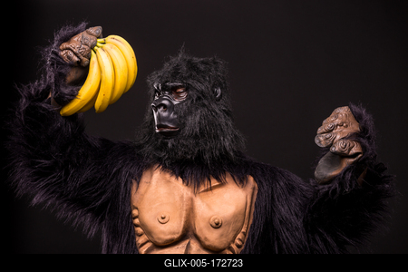 gorilla in studio with  banana-stock-foto