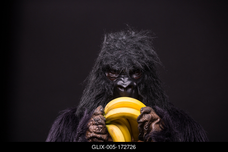gorilla in studio with  banana-stock-foto