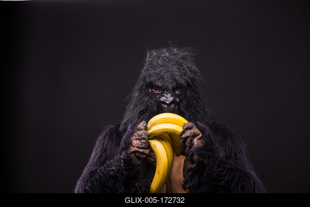 gorilla in studio with  banana-stock-foto