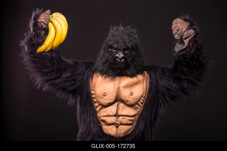 gorilla in studio with  banana-stock-foto