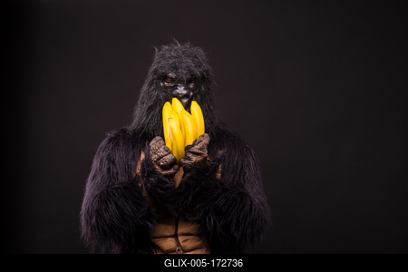 gorilla in studio with  banana-stock-foto