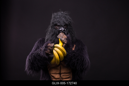 gorilla in studio with  banana-stock-foto