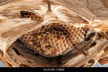 hornets nest under a wooden roof-stock-foto