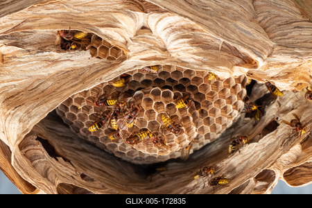 hornets nest under a wooden roof-stock-foto