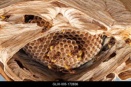 hornets nest under a wooden roof-stock-foto