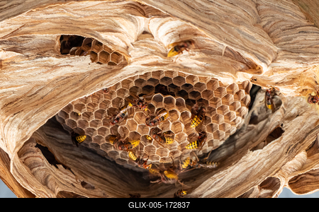 hornets nest under a wooden roof-stock-foto