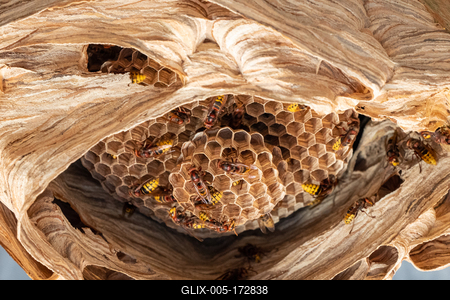hornets nest under a wooden roof-stock-foto