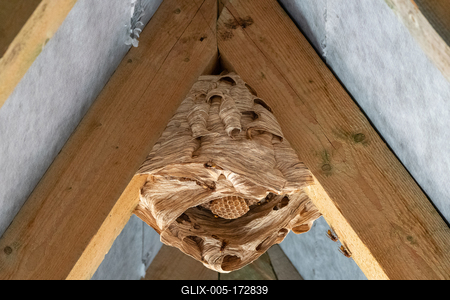 hornets nest under a wooden roof-stock-foto