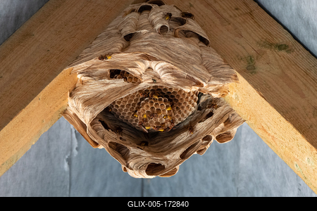 hornets nest under a wooden roof-stock-foto