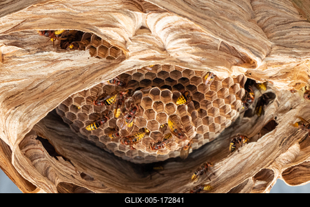 hornets nest under a wooden roof-stock-foto