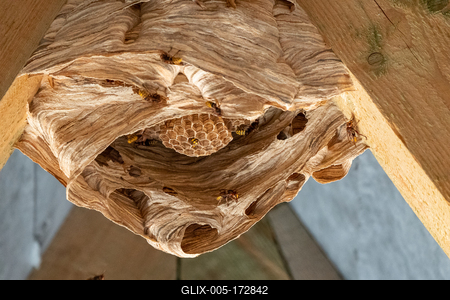 hornets nest under a wooden roof-stock-foto