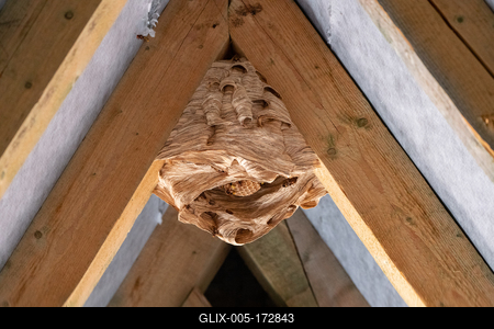 hornet nest under a wooden roof-stock-foto
