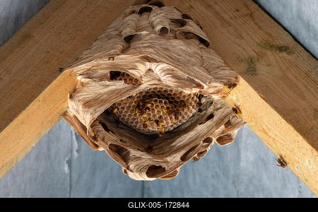 hornets nest under a wooden roof-stock-foto