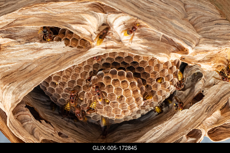 hornets nest under a wooden roof-stock-foto