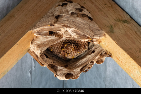 hornets nest under a wooden roof-stock-foto