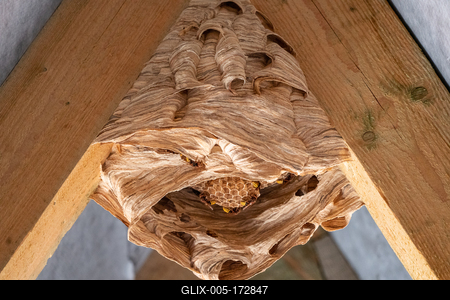 hornet nest under a wooden roof-stock-foto