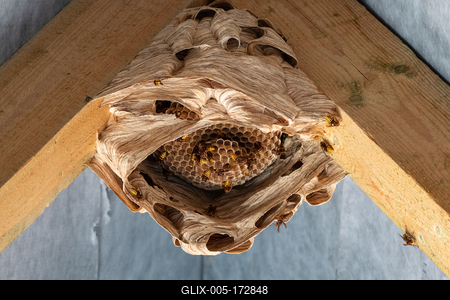 hornets nest under a wooden roof-stock-foto