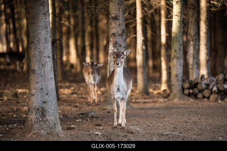 beautiful deer standing in a wild forest-stock-foto