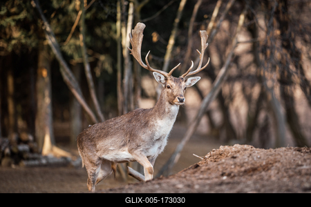 beautiful deer standing in a wild forest-stock-foto