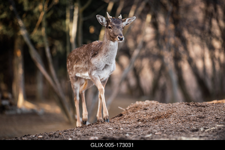 beautiful deer standing in a wild forest-stock-foto