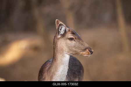 beautiful deer standing in a wild forest-stock-foto