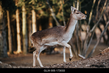 beautiful deer standing in a wild forest-stock-foto