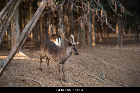 beautiful deer standing in a wild forest-stock-foto