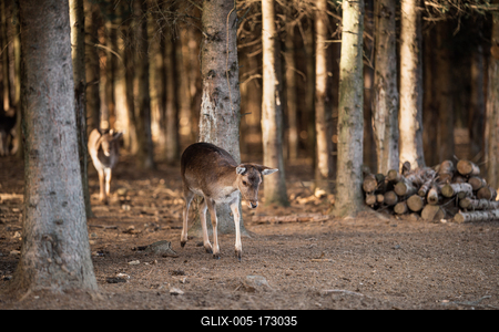 beautiful deer standing in a wild forest-stock-foto