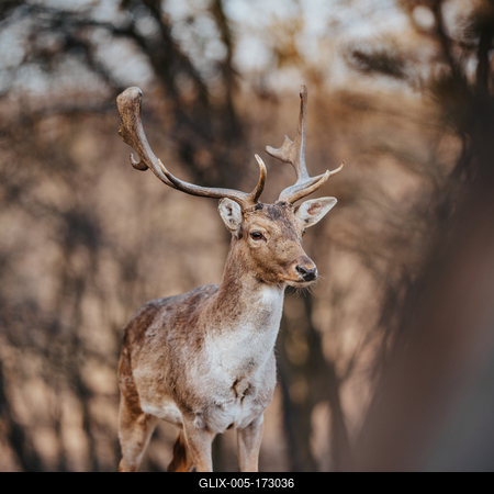 beautiful deer standing in a wild forest-stock-foto