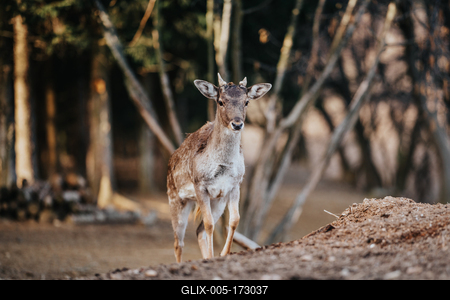 beautiful deer standing in a wild forest-stock-foto