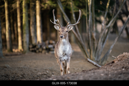 beautiful deer standing in a wild forest-stock-foto