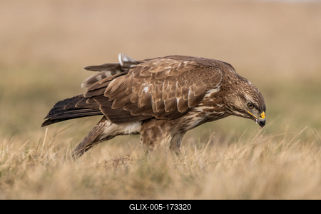 common buzzard eating alone on grass-stock-foto