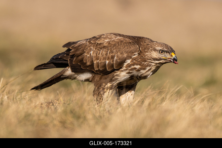 common buzzard eating alone on grass-stock-foto