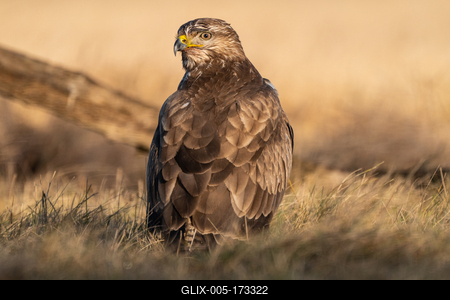common buzzard standing alone on grass-stock-foto