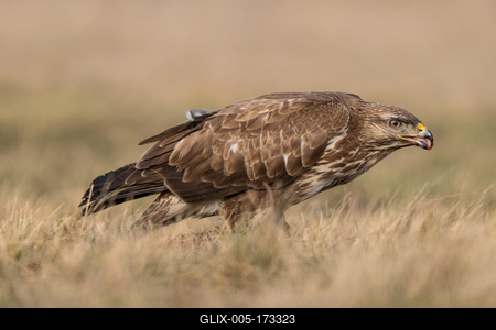common buzzard eating alone on grass-stock-foto